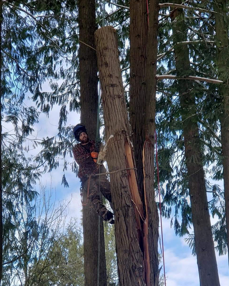 Tree Service | Bellingham | I've Got A Guy Tree Service