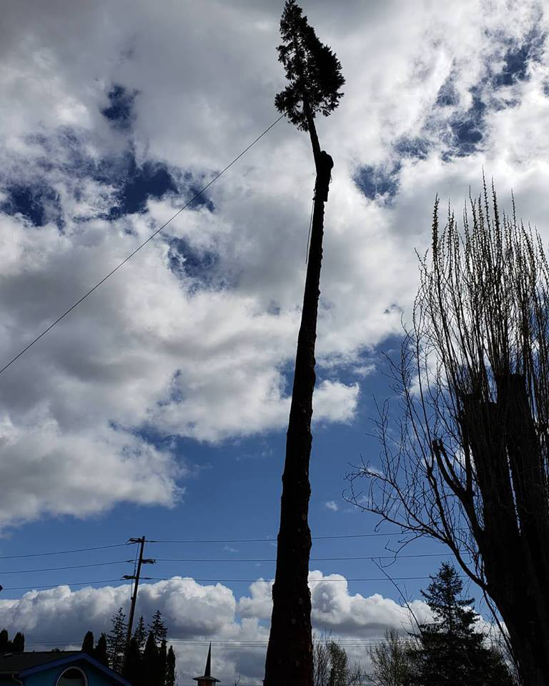 Tree Service | Bellingham | I've Got A Guy Tree Service