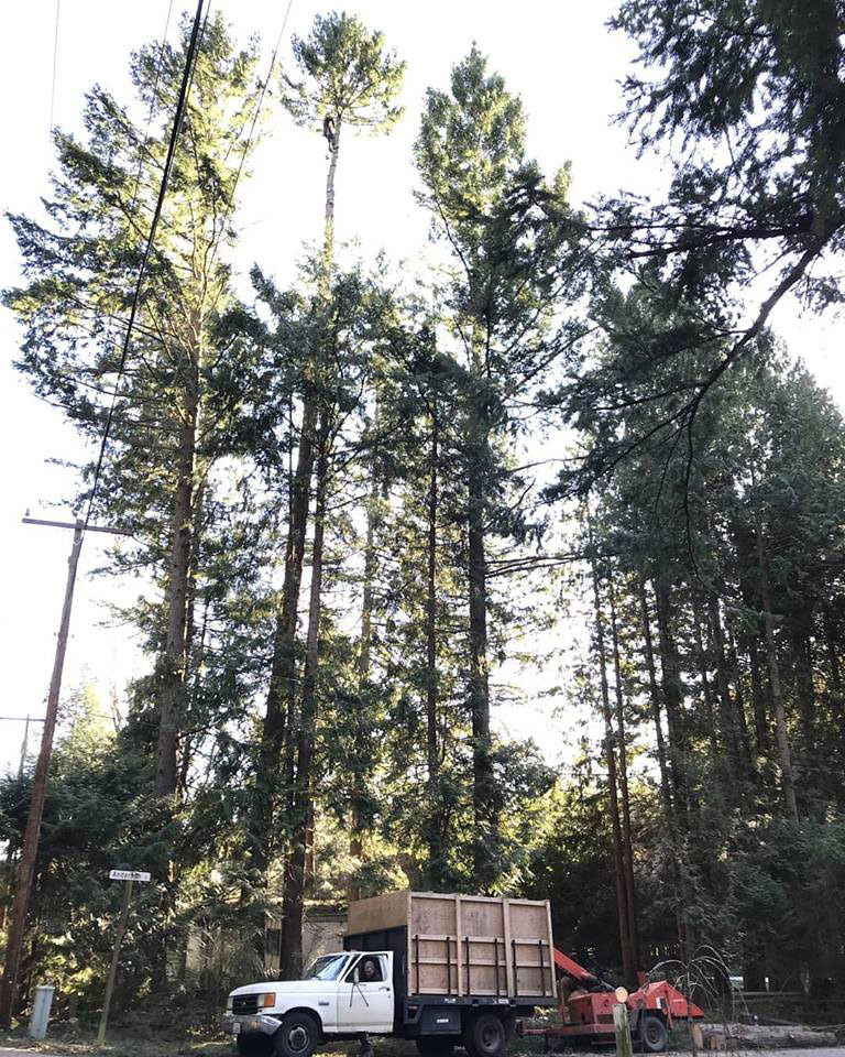 Tree Service | Bellingham | I've Got A Guy Tree Service