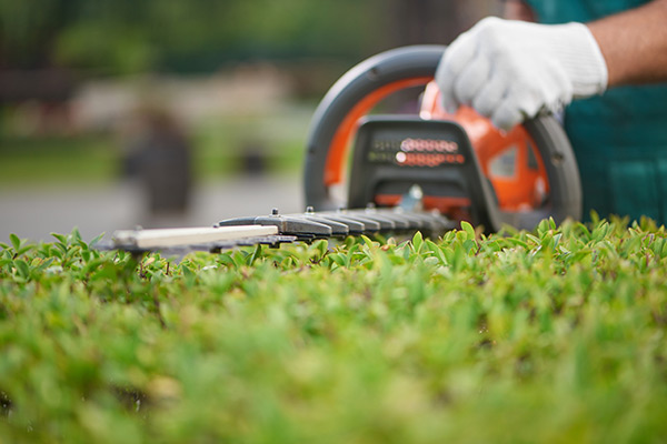 Tree Service | Bellingham | I’ve Got A Guy Tree Service Tree Pruning | I've Got a Guy | Bellingham, WA