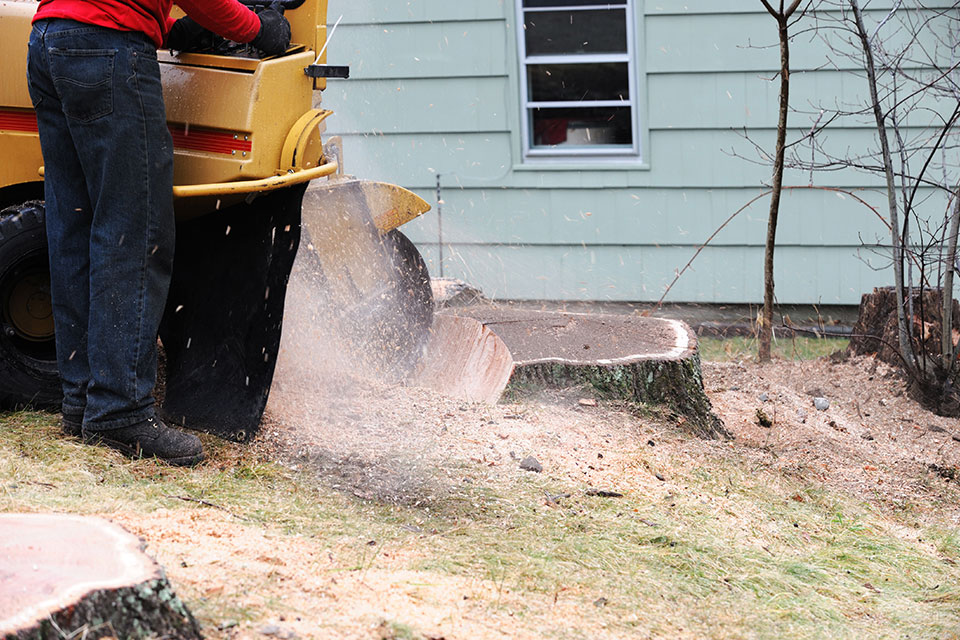 Services Img Tree Stump Removal | Tree Service | Bellingham | I’ve Got A Guy Tree Service Stump Removal | Stump Grinding | I've Got a Guy | Bellingham, WA